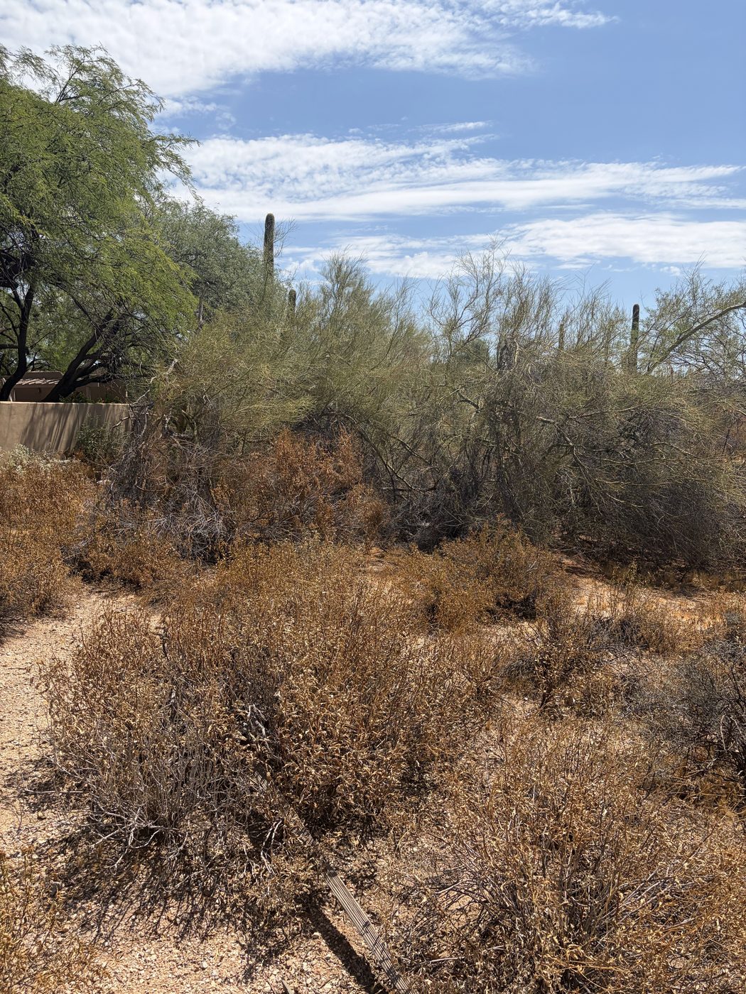 Dense, dry brush and dead vegetation built up against the wall of an Arizona home, illustrating the fuel load that defensible space clearing removes